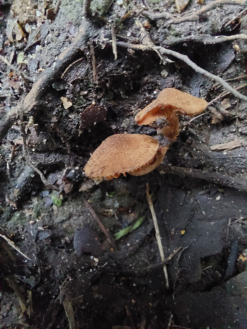 Photo © Jesper Launder Flammulaster granulosus by Jesper Launder